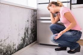 Best Forensic Mold Investigation  in Astor, FL